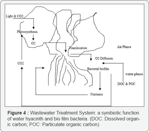 Click here to view Large Figure 4
